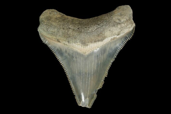 Serrated, Fossil Megalodon Tooth - Aurora, North Carolina #179794